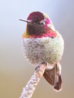 Hummer34.jpg
