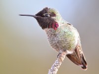 Hummer38.jpg