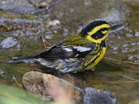 TownsendWarbler7.jpg