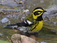 TownsendWarbler5.jpg
