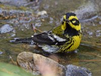 TownsendWarbler6.jpg