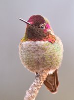 Hummer33.jpg