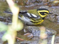 TownsendWarbler2.jpg