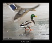 W_DSC_0278.jpg