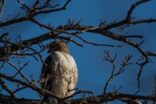 hawk2.jpg