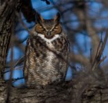 owl.jpg