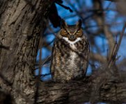 owl1.jpg