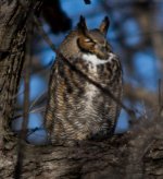 owl4.jpg