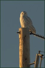 DSC_3925 -1.jpg