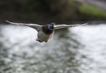 DSC_3761.jpg