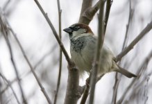 DSC_3790.jpg