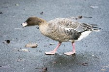 DSC_3870.jpg