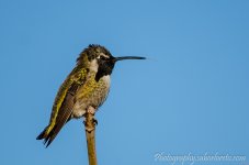 DSC_5775.jpg