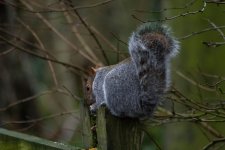 DSC_7636-Edit.jpg