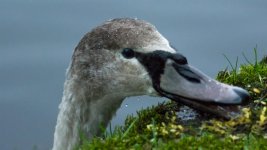 DSC_7582-Edit.jpg