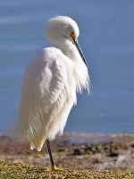 Egret3.jpg