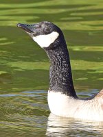 Goose2.jpg