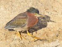 GreenHeron.jpg