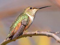 Hummer4.jpg