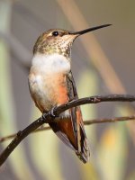 Hummer.jpg