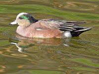 Wigeon.jpg