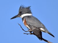 Kingfisher2.jpg