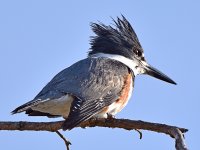 Kingfisher6.jpg