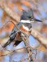 Kingfisher11.jpg