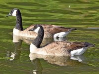 Goose.jpg