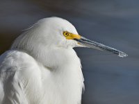 Egret7.jpg