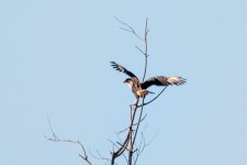 D71_5167-Edit.jpg