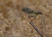 ROY_4989.JPG