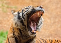 Teef's of a Tiger.jpg