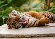 Silly Kitty.jpg