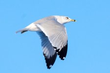 GullFlight-100.jpg