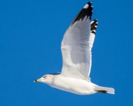 GullFlight-102.jpg