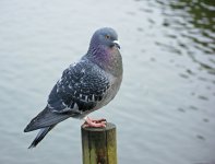 DSC_4555.jpg