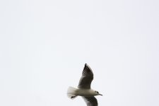 DSC_4568.jpg