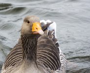 DSC_4584.jpg