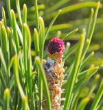 DSC_0005.jpg
