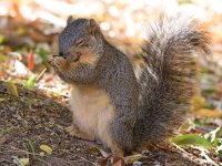 Squirrel2.jpg