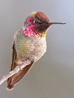 Hummer12.jpg