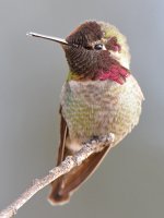 Hummer11.jpg