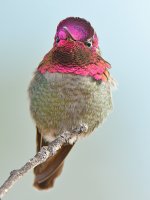 Hummer23.jpg