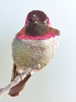Hummer21.jpg