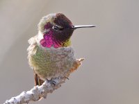 Hummer15.jpg