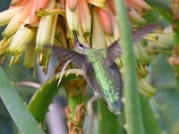 Hummer5.jpg