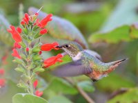 Hummer.jpg