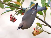Waxwings3.jpg
