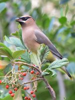 Waxwings15.jpg